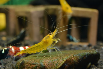 Yellow King Kong Shrimp Aquarium Shrimp