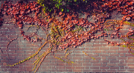 Climbing grape plant with red ivy leaves in fall on the old brick wall. Autumn seasonal background. Vintage toning. Wide banner. Copy space.