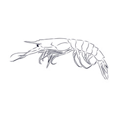 shrimp on white background