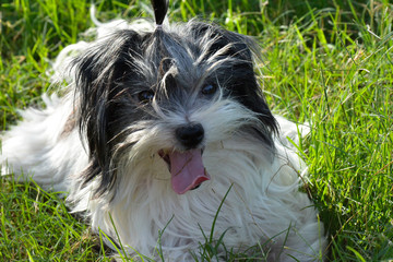 Naklejka na ściany i meble Playing with a Lhasa Apso Dog in the park, sunny day.