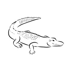 Obraz na płótnie Canvas vector illustration of an crocodile 