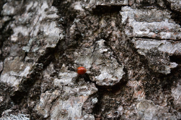 A picture with an insect on the bark of a tree with a small shadow.