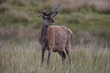 Rotwild in den schottischen Highlands