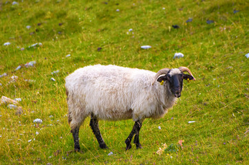 Fototapeta premium Sheep in nature on meadow. Farming outdoor. National park Durmitor, Montenegro.