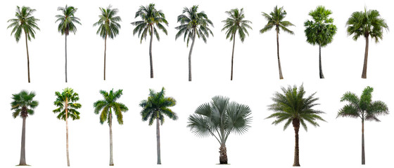Set of beautiful coconut and palm trees isolated on white background , Suitable for use in architectural design.