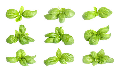 Set of fresh green basil leaves on white background - obrazy, fototapety, plakaty