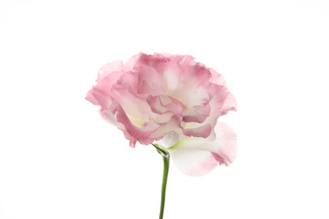 Beautiful eustoma flower isolated on white background