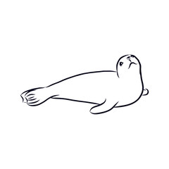 Obraz premium illustration of a seal