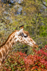 Obraz premium Girafe