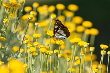 farfalla tra i fiori