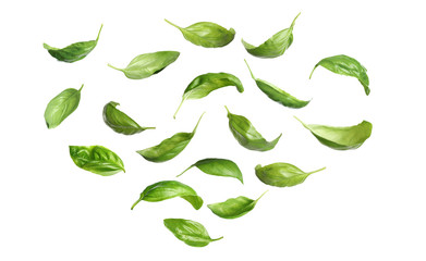 Fresh green basil leaves falling on white background - obrazy, fototapety, plakaty