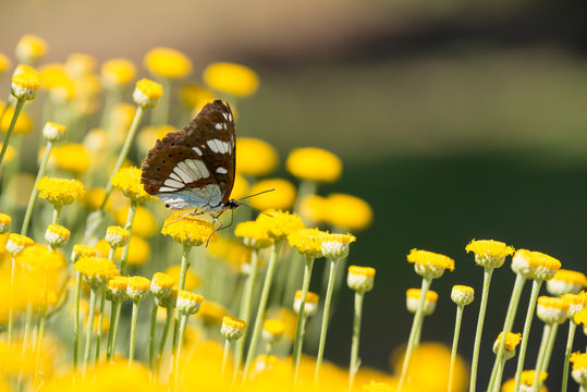 farfalla tra i fiori