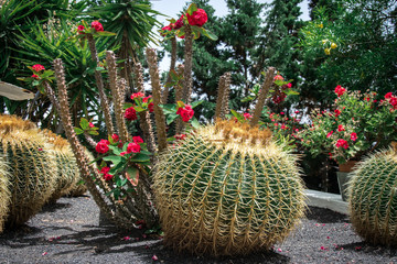 CACTUS