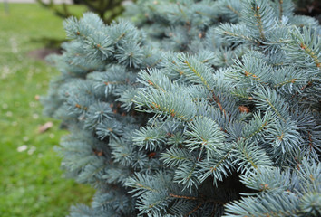  Colorado blue spruce branches as a textured background. Blue spruce, Colorado spruce or Colorado blue spruce, with the scientific name Picea pungens