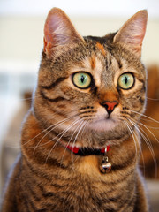 Portrait of a cute gray cat