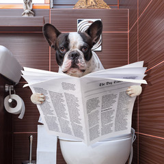 French bulldog is sitting on a toilet seat with the newspaper