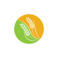 Agriculture Wheat logo template vector icon design