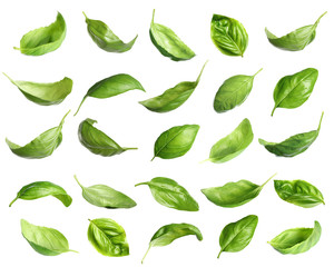 Set of fresh green basil leaves on white background - Powered by Adobe