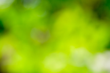 Plakat abstract blur background.green light bokeh nature background,Soft focus