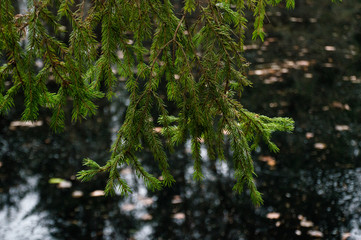pine tree branch in the park	
