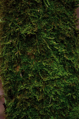 Obraz premium green moss on the tree