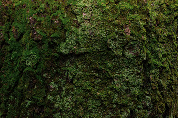 green moss on the tree