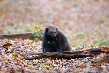 Wolverine (Gulo gulo) stands by the trunk in the autumn forest. Moving wolverine in the colorful...