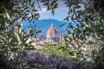 Wisteria in florence