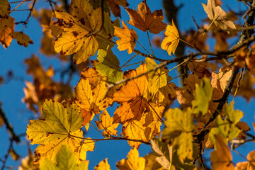 Naklejka na ściany i meble Autumn leaves background with sky background