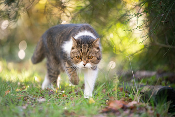 tabby white british shorthair cat walking under a bush outdoors in nature