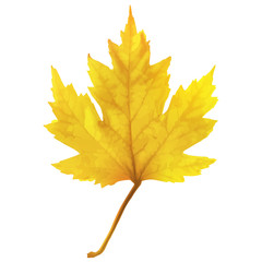 Autumn maple leaf vector on a white background.