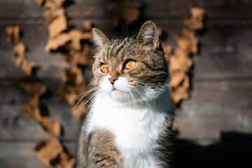 Naklejka na ściany i meble portrait of a tabby white british shorthair cat in front of wooden shed looking to the side in sunlight