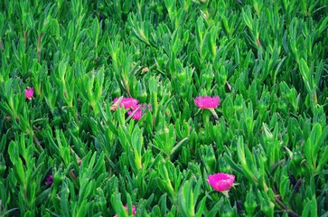 Delicate spring flowers (Carpobrotus edulis) on the slopes of the rocks