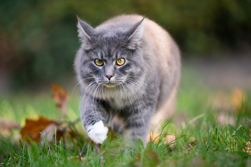 Naklejka na ściany i meble young blue tabby maine coon cat with white paws walking on grass with autumn leaves in nature looking at camera folding back ears