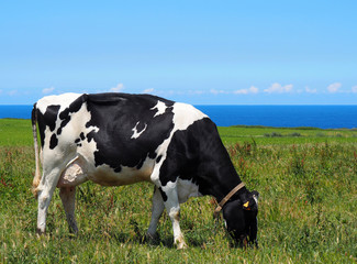 View of a cow eating in a green field