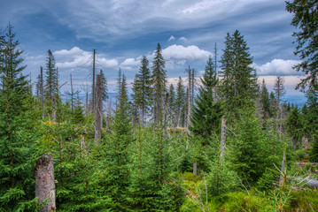 forest in mountains without interference people with beautiful sky