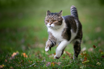 Naklejka na ściany i meble tabby white british shorthair cat running on grass with autumn leaves outdoors looking ahead folding back ears