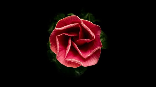 Timelapse of the hibiscus flower blooming on a black background