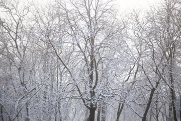 beautiful snowy winter outdoor landscape