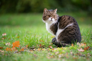 Naklejka na ściany i meble tabby white british shorthair cat sitting on grass with autumn leaves looking away