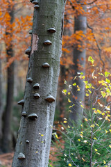 tree mushrooms with colorful leaves on an autumn day in the harz mountain, germany