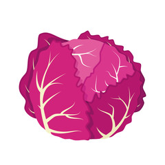 Vector illustration of a funny purple cabbage in cartoon style.