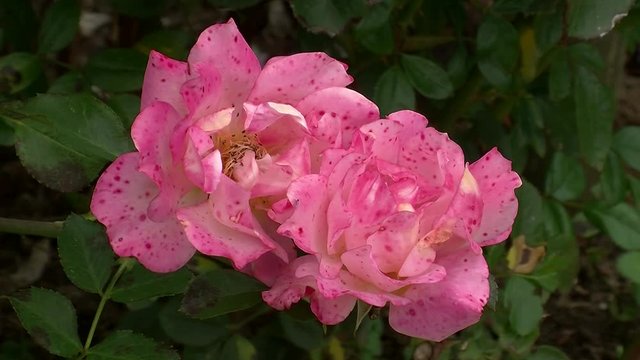 Rosa Rosenblüten bewegen sich im Wind (Nahaufnahme, Kamerazoomfahrt)