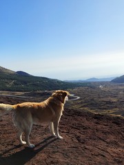 dog enjoys the view from volcano Etna 
