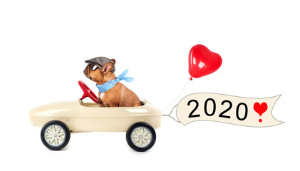 französische Bulldogge auf dem Weg ins neue Jahr