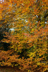 Autumn orange yellow tree in park