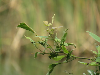 branch of a tree