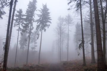 Fototapeta na wymiar Foggy forest, Karlovy vary, Czech Republic