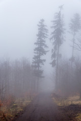 Foggy forest, Karlovy vary, Czech Republic