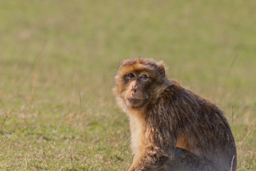 Gibraltar monkey walking through its territory